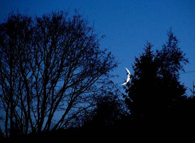 Mondsichel am Abend