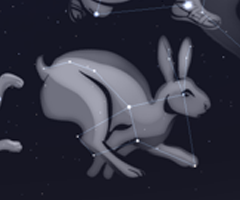 Hase