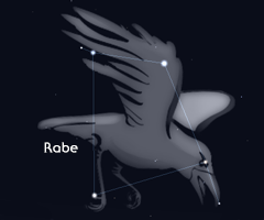 Rabe