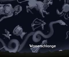 Wasserschlange